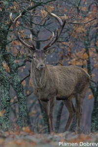 Red deer/Благороден елен