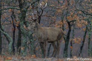 Red deer/Благороден елен