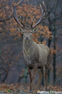 Red deer/Благороден елен