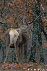 Red deer/Благороден елен