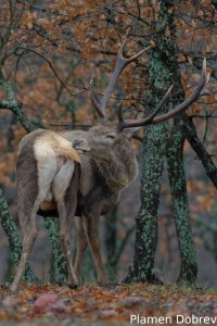 Red deer/Благороден елен