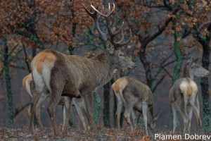 Red deer/Благороден елен