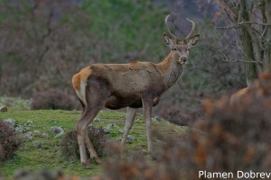 Red deer/Благороден елен