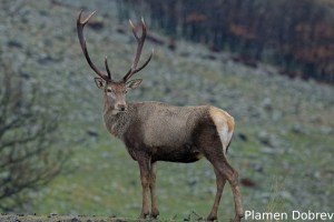 Red deer/Благороден елен