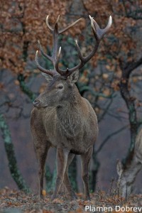 Red deer/Благороден елен