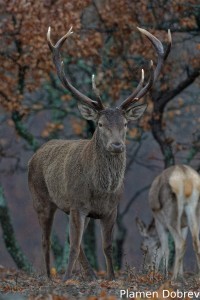 Red deer/Благороден елен