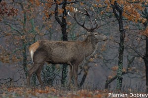 Red deer/Благороден елен