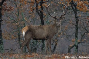 Red deer/Благороден елен