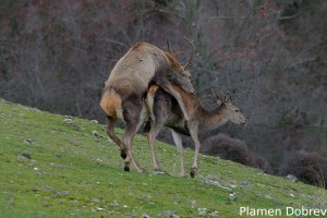 Red deer/Благороден елен