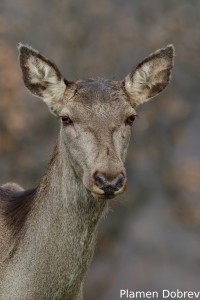 Red deer (doe) /Благороден елен (кошута)