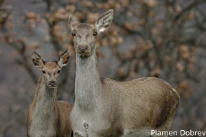 Red deer (doe) /Благороден елен (кошута)