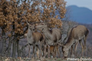 Red deer (doe) /Благороден елен (кошута)