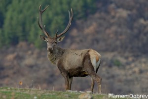 Red deer/Благороден елен