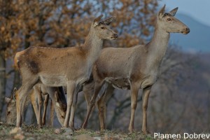 Red deer (doe) /Благороден елен (кошута)