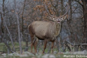 Red deer/Благороден елен