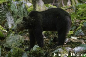 Brown bear/Кафява мечка