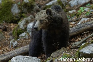 Brown bear/Кафява мечка