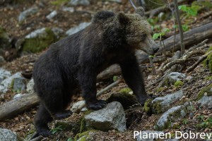 Brown bear/Кафява мечка