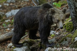 Brown bear/Кафява мечка