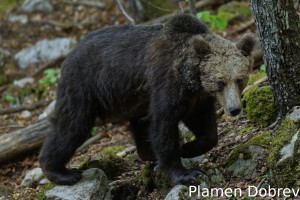 Brown bear/Кафява мечка