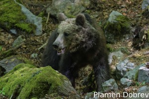 Brown bear/Кафява мечка