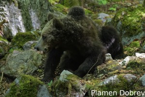 Brown bear/Кафява мечка