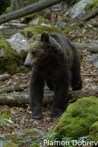 Brown bear/Кафява мечка