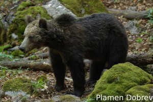 Brown bear/Кафява мечка
