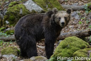 Brown bear/Кафява мечка