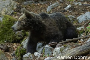 Brown bear/Кафява мечка