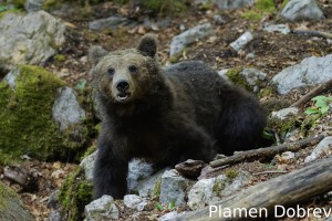 Brown bear/Кафява мечка