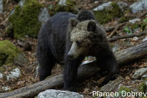 Brown bear/Кафява мечка