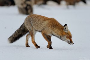 fox