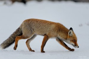 fox_2