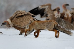 griffon-vulture-and-fox