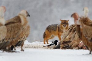 griffon-vulture-and-jackal-2