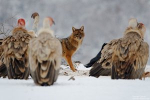 griffon-vulture-and-jackal-3