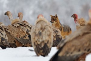 griffon-vulture-and-jackal-4