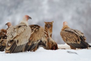 griffon-vulture-and-jackal-6