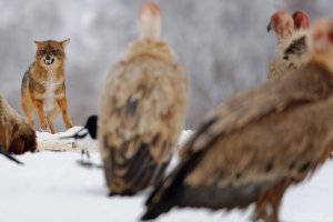 griffon-vulture-and-jackal