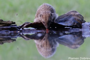 Hedgehog/Таралеж