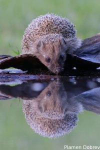 Hedgehog/Таралеж