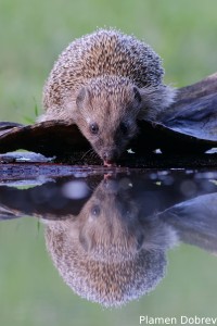 Hedgehog/Таралеж