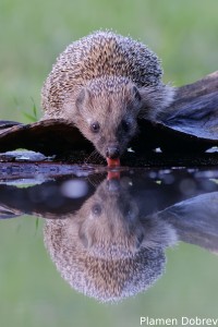 Hedgehog/Таралеж
