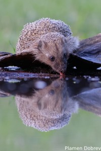 Hedgehog/Таралеж