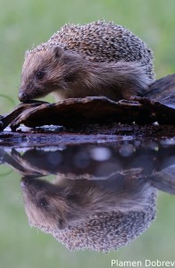 Hedgehog/Таралеж