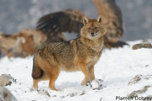Jackal/Чакал