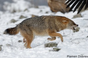 Jackal/Чакал