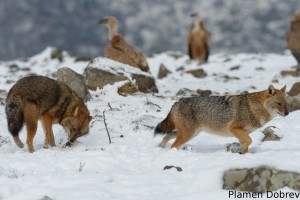 Jackal/Чакал