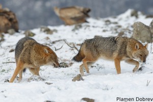 Jackal/Чакал